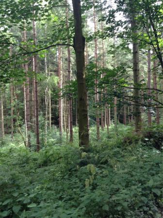 Chopwell Woods