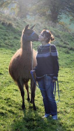 Cotswold Camelids