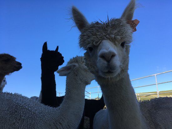 Ferny Rigg Alpacas