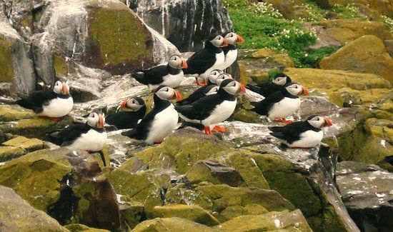 Farne Islands
